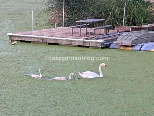 Swans