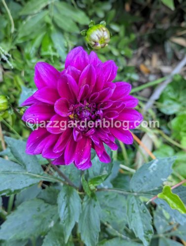Dahlia